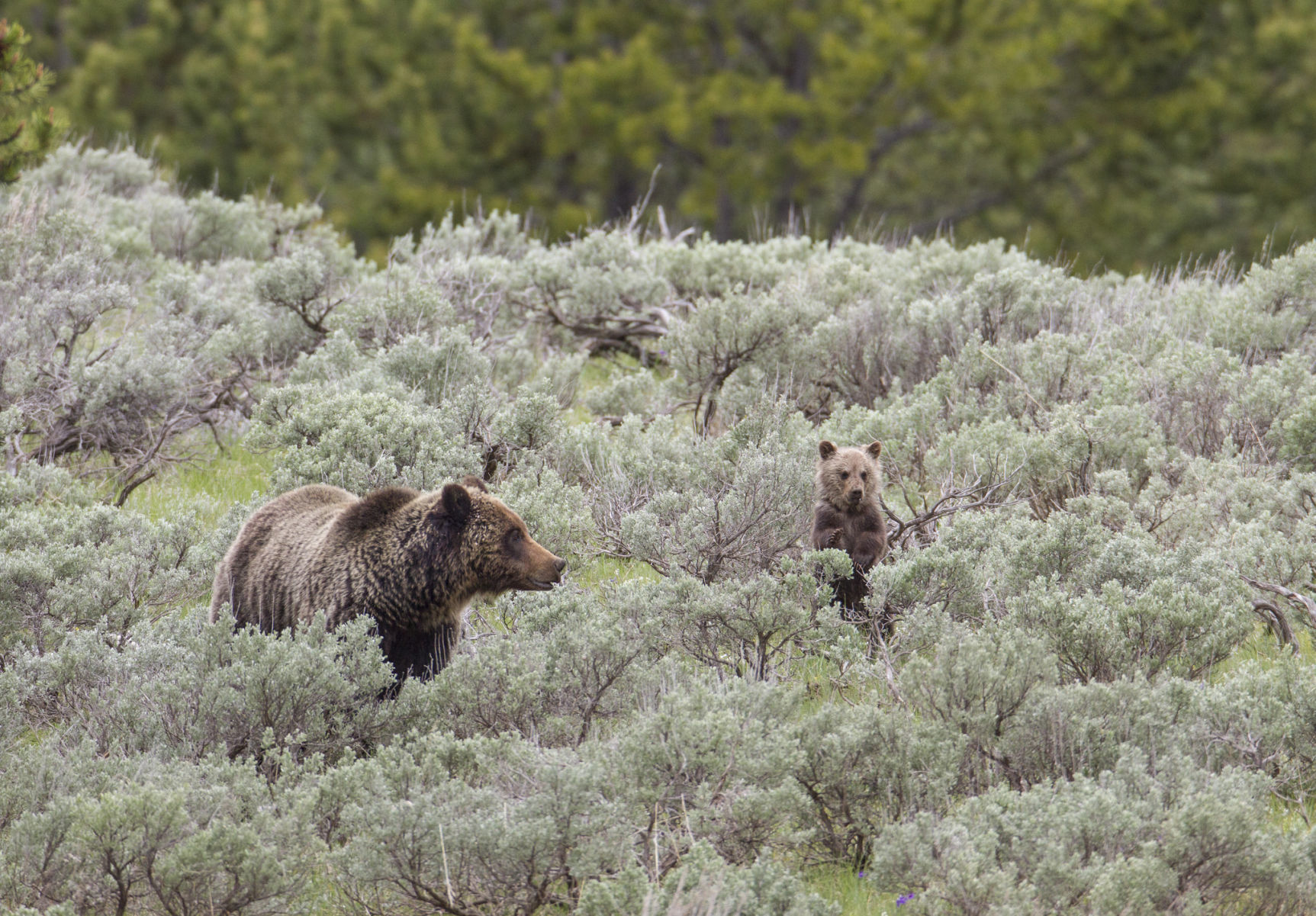 Grizzly sow and cub
